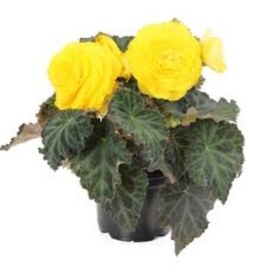 Begonia - Nonstop Joy Yellow